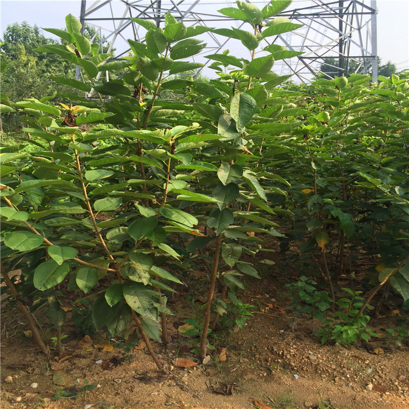 2018年豐香草莓苗多少錢一棵