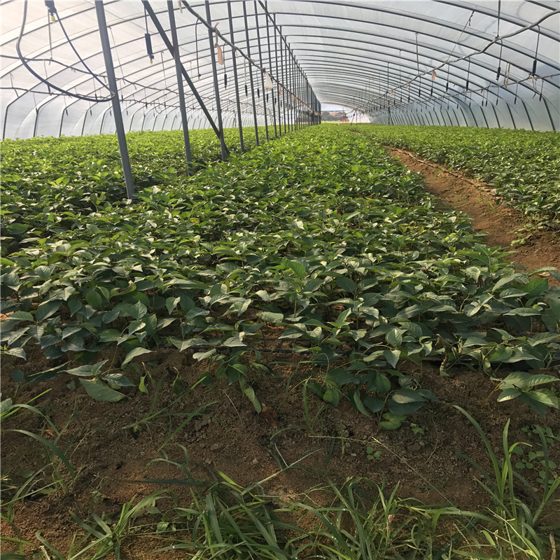 新品種草莓王子草莓苗批發(fā)