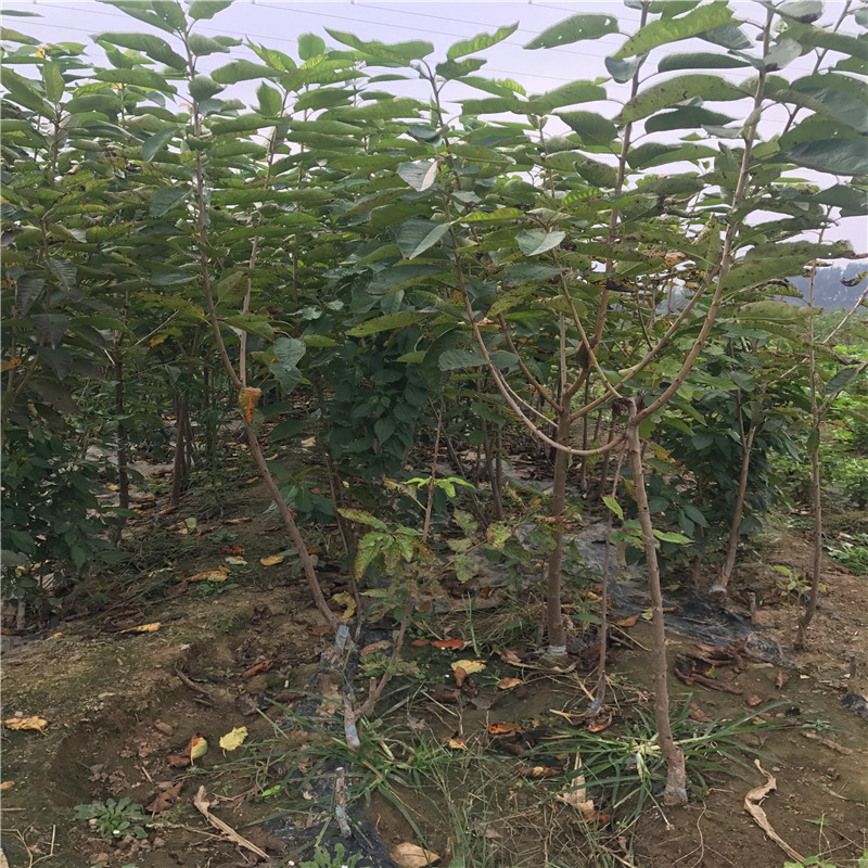 山東法蘭地草莓苗批發(fā)基地