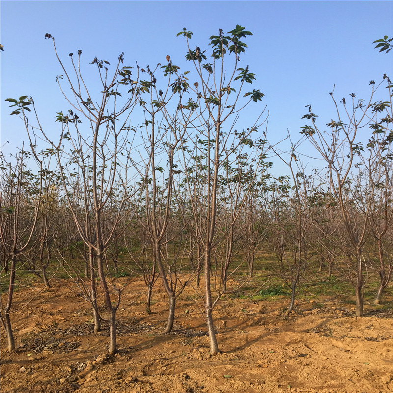 附近哪里有菠萝莓草莓苗、菠萝莓草莓苗多少钱一棵