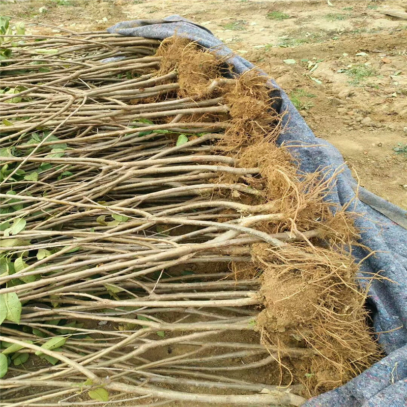 我想買蜀香草莓苗、蜀香草莓苗批發(fā)基地
