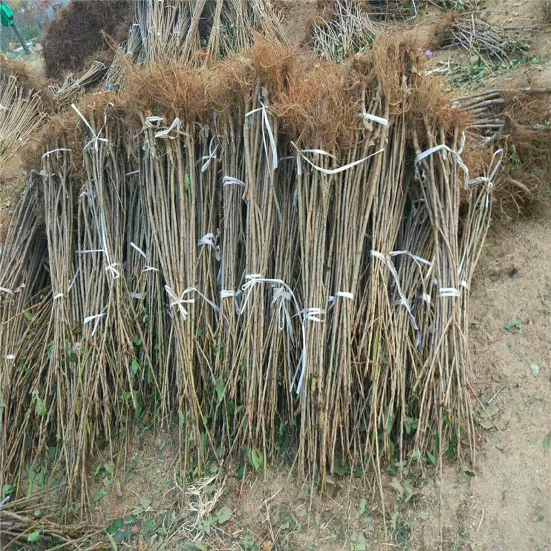哪里可以賣到四季草莓苗、四季草莓苗多少錢一棵
