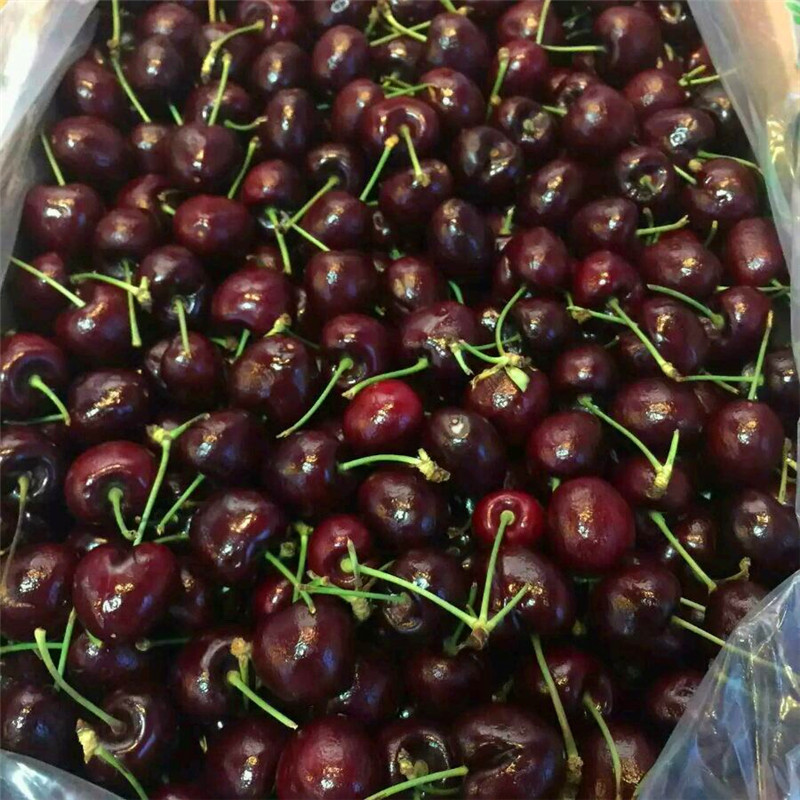 2018年豐香草莓苗多少錢一棵