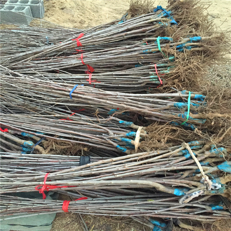 2018年紅寶石草莓苗批發(fā)