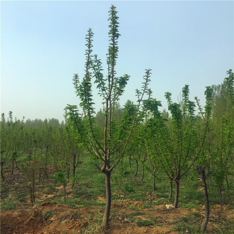 2018年紅顏草莓苗出售價(jià)格