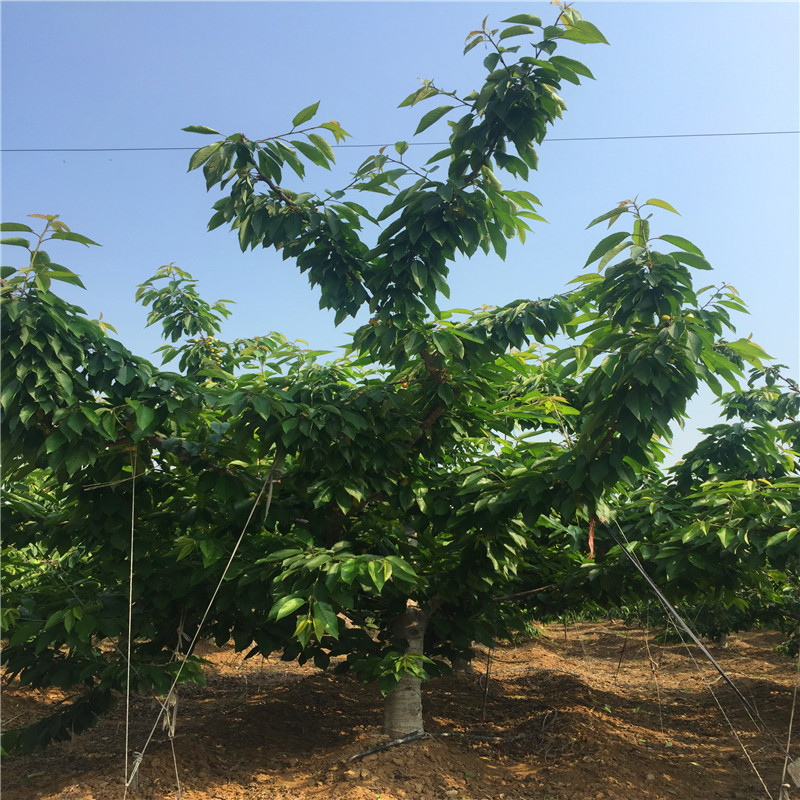 2018年奧巴草莓苗什么價(jià)格