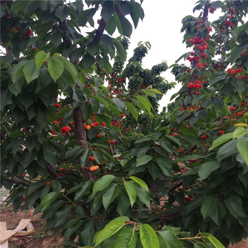 兩年生吉塞拉12號(hào)砧木價(jià)格多少錢