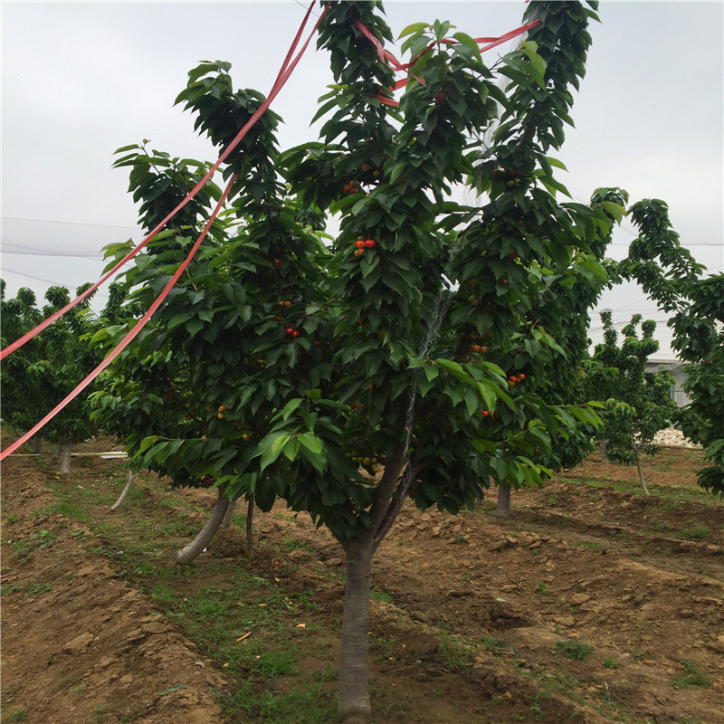 新品種紅臉頰草莓苗批發(fā)