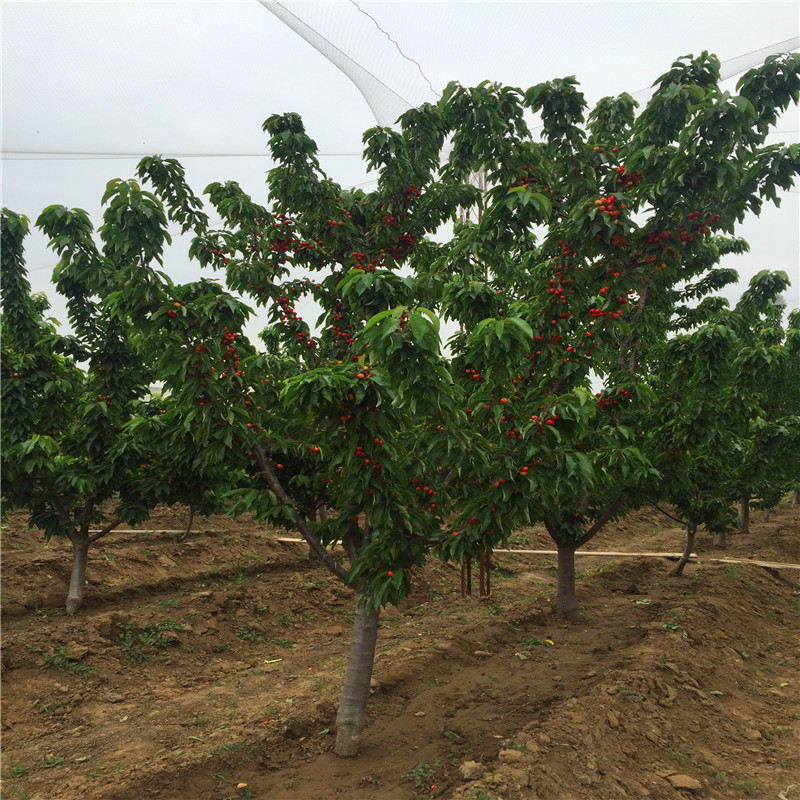 2018年紅顏草莓苗出售價(jià)格