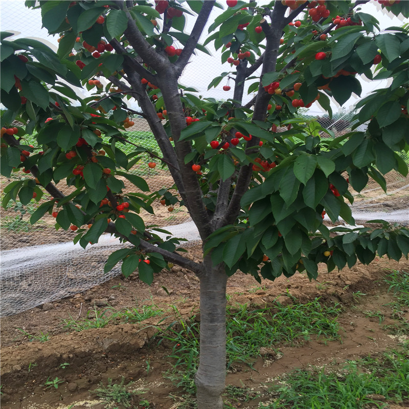 三年生早大果樱桃苗批发基地