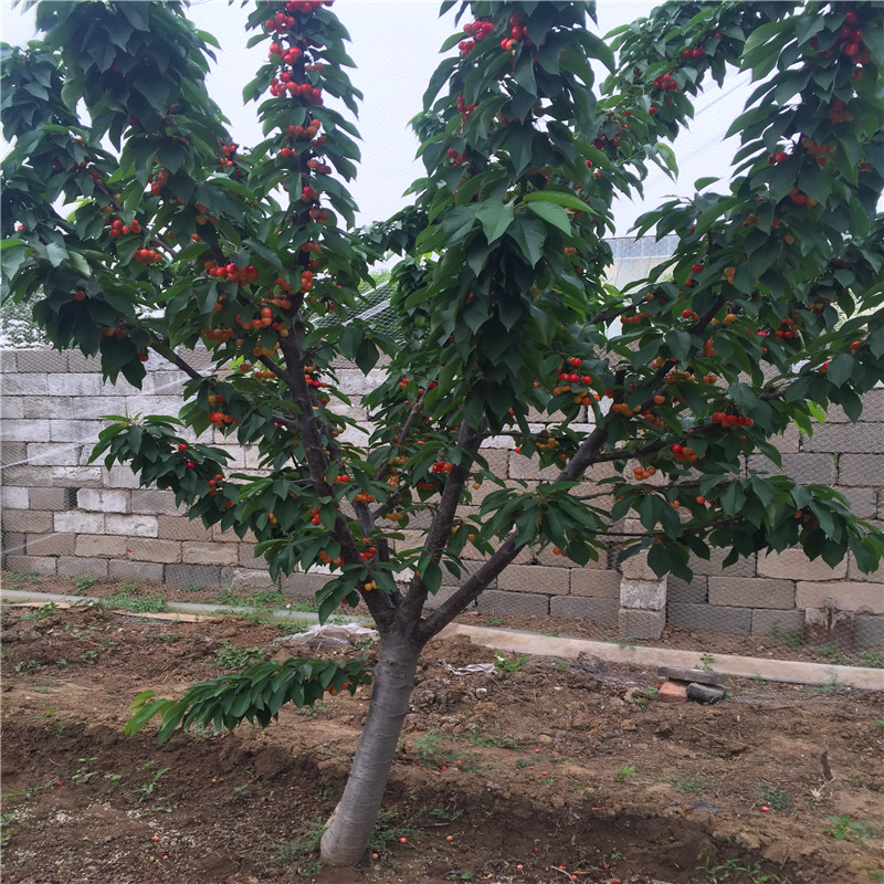 2018年艷麗草莓苗多少錢一棵