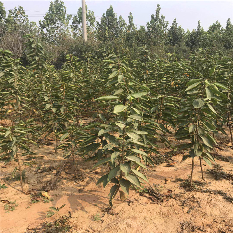 哪里可以賣到戈雷拉草莓苗、戈雷拉草莓苗出售價(jià)格