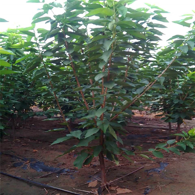 兩年生吉塞拉12號(hào)砧木價(jià)格多少錢