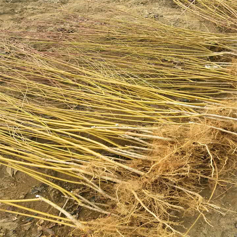 碧根果樹苗怎么種、碧根果樹苗批發(fā)價(jià)格