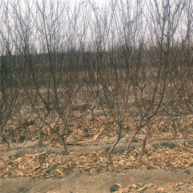 碧根果樹苗怎么種、碧根果樹苗批發(fā)價(jià)格