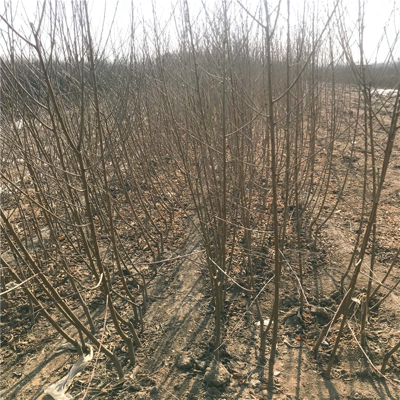 碧根果樹苗怎么種、碧根果樹苗批發(fā)價(jià)格