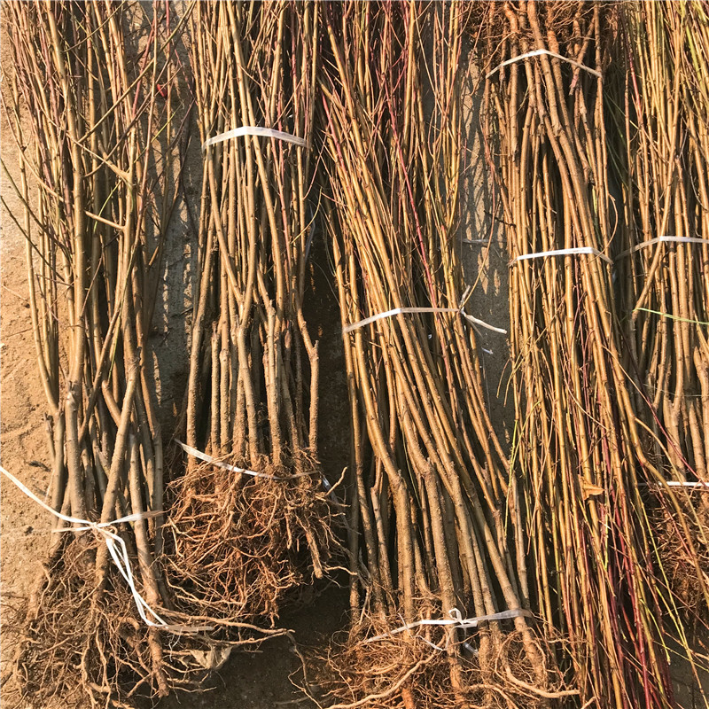 蘋果小苗種植技術(shù)、蘋果小苗一畝地栽植多少棵