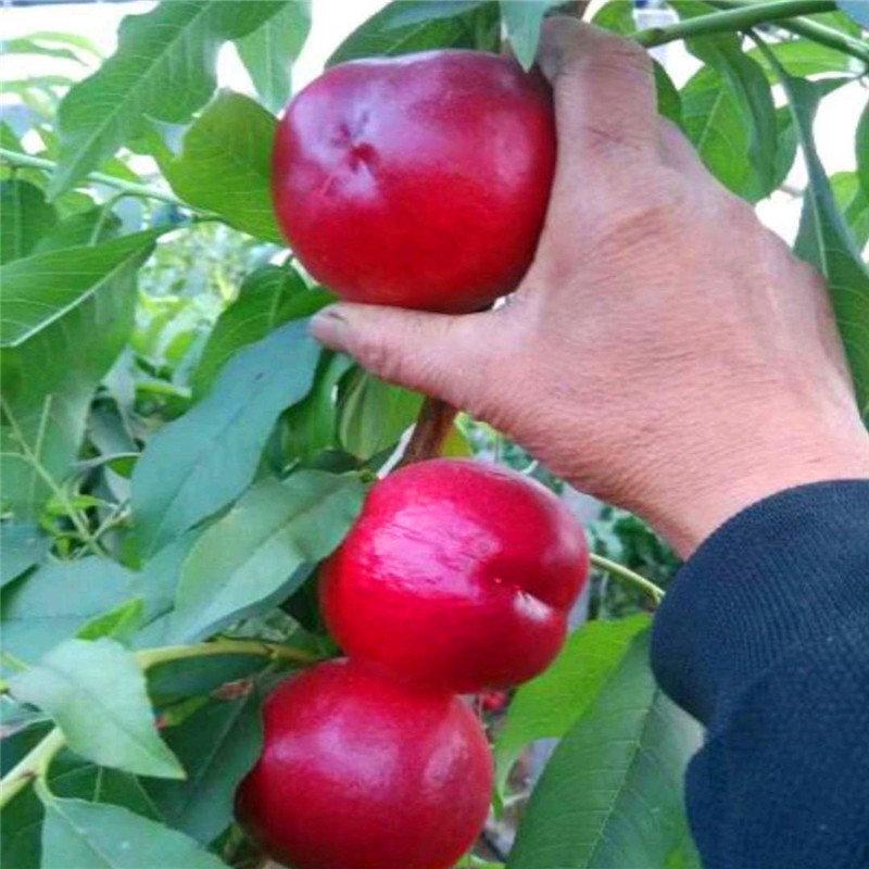 蘋果小苗種植技術(shù)、蘋果小苗一畝地栽植多少棵