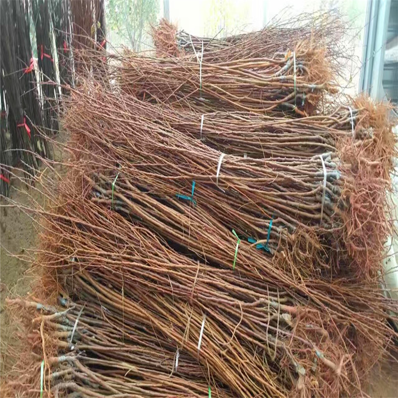 5公分杏樹苗出售多少錢、5公分杏樹苗一畝地栽植多少棵