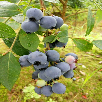 北村蓝莓苗出售价格、北村蓝莓苗多少钱一棵