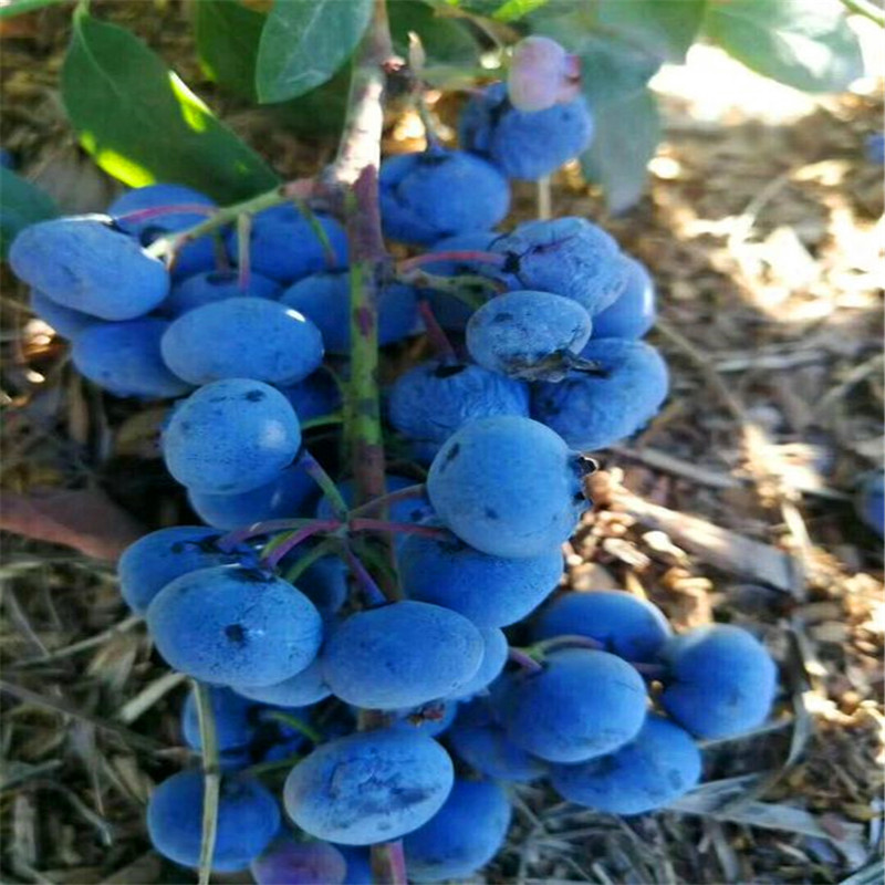 圆蓝蓝莓苗批发单价、圆蓝蓝莓苗什么品种好