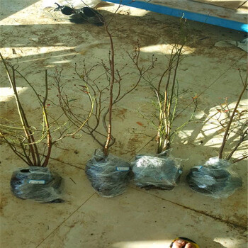 燦爛藍(lán)莓苗基地、燦爛藍(lán)莓苗產(chǎn)地在哪里呀