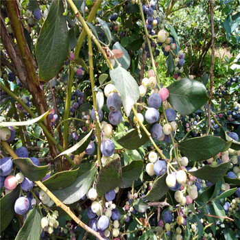 四年生蓝莓苗简介、四年生蓝莓苗产量多少