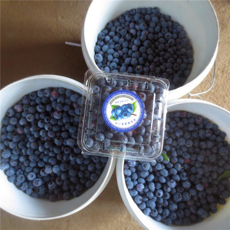 两年生蓝莓苗批发什么价格、两年生蓝莓苗批发价格