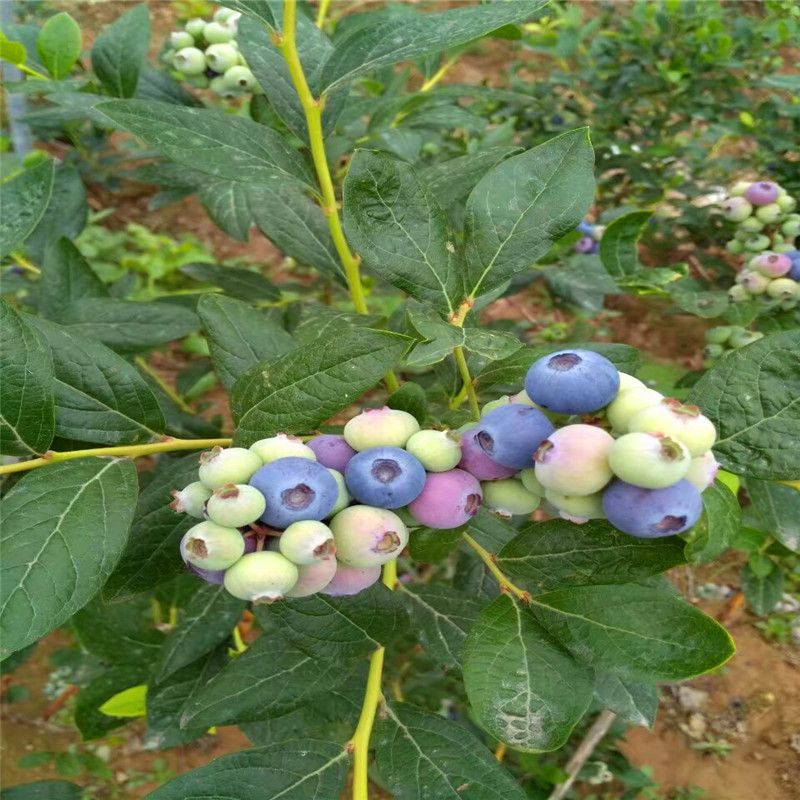 四年生蓝莓苗简介、四年生蓝莓苗产量多少