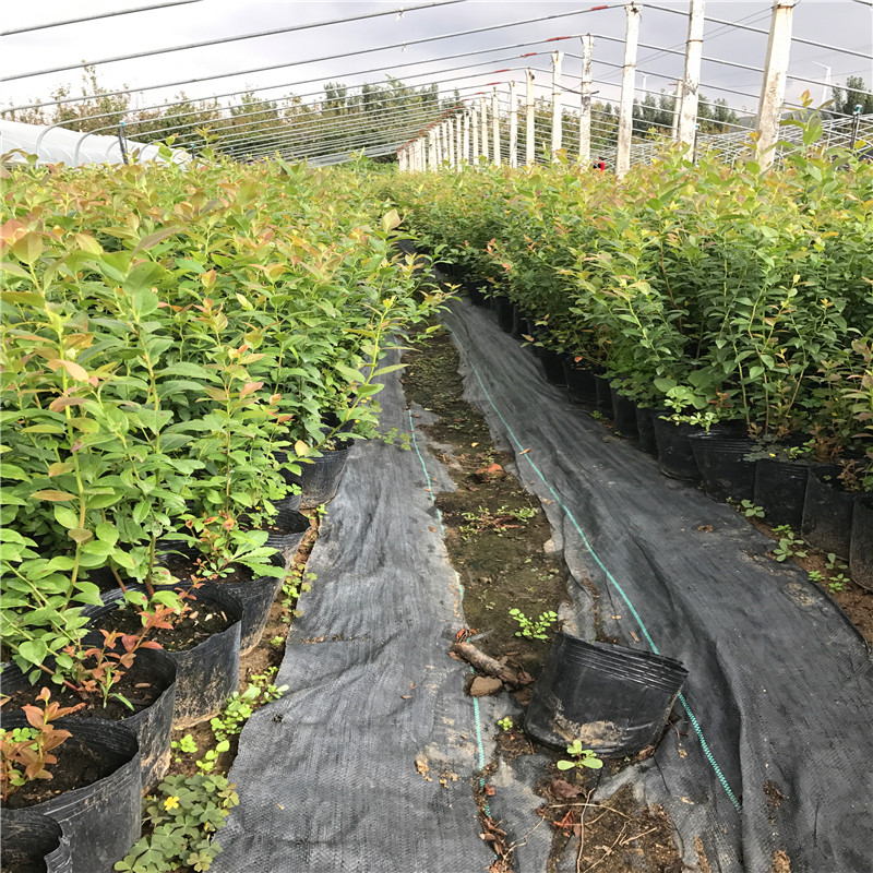 藍寶石藍莓苗批發(fā)單價、藍寶石藍莓苗出售基地