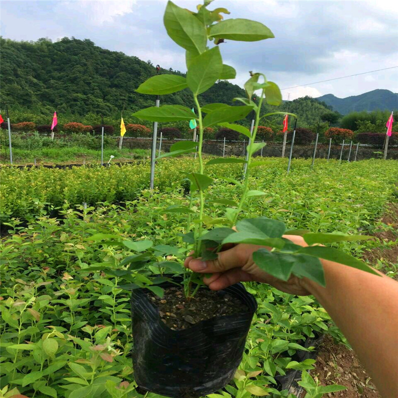 奧尼爾藍(lán)莓苗出售價(jià)錢、奧尼爾藍(lán)莓苗出售基地