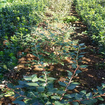 四年生蓝莓苗批发、四年生蓝莓苗品种介绍