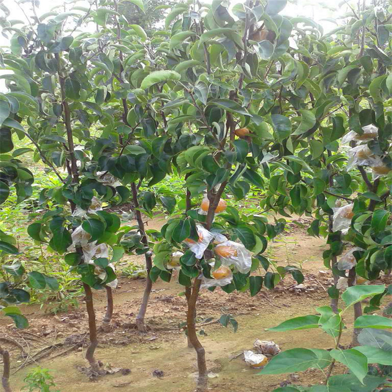 奧紅一號梨樹苗簡介、奧紅一號梨樹苗出售