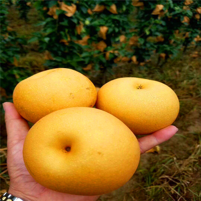 紅梨樹苗批發(fā)單價、紅梨樹苗供應(yīng)商