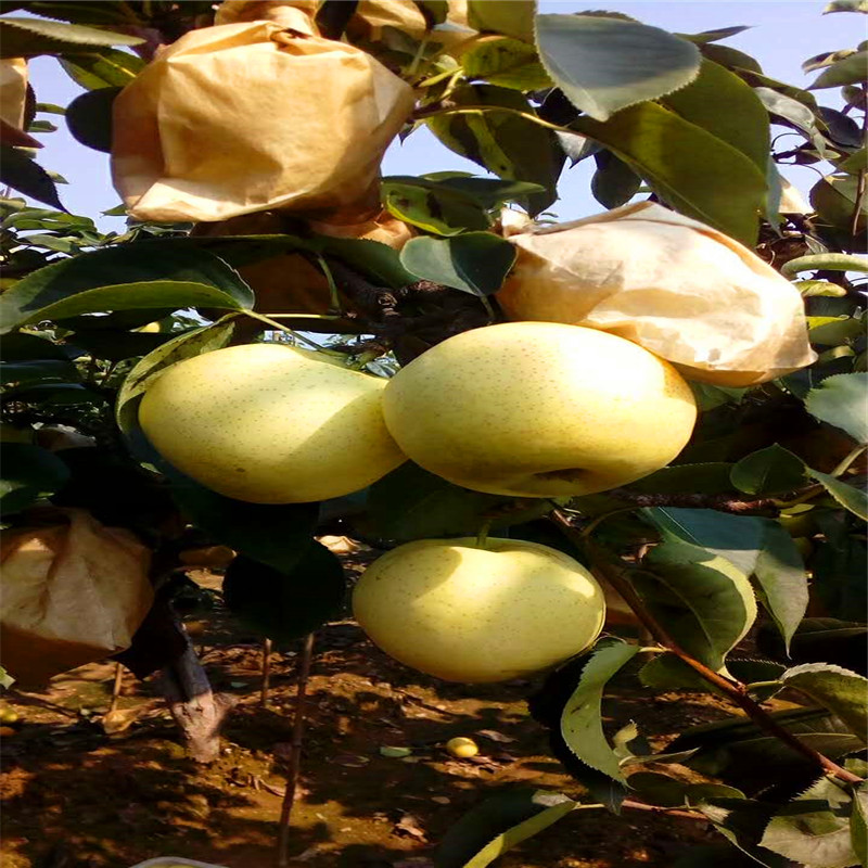 三紅梨樹苗出售價位、三紅梨樹苗批發(fā)價格