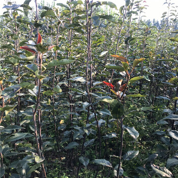 玉露香梨樹苗出售供應(yīng)、玉露香梨樹苗圖片