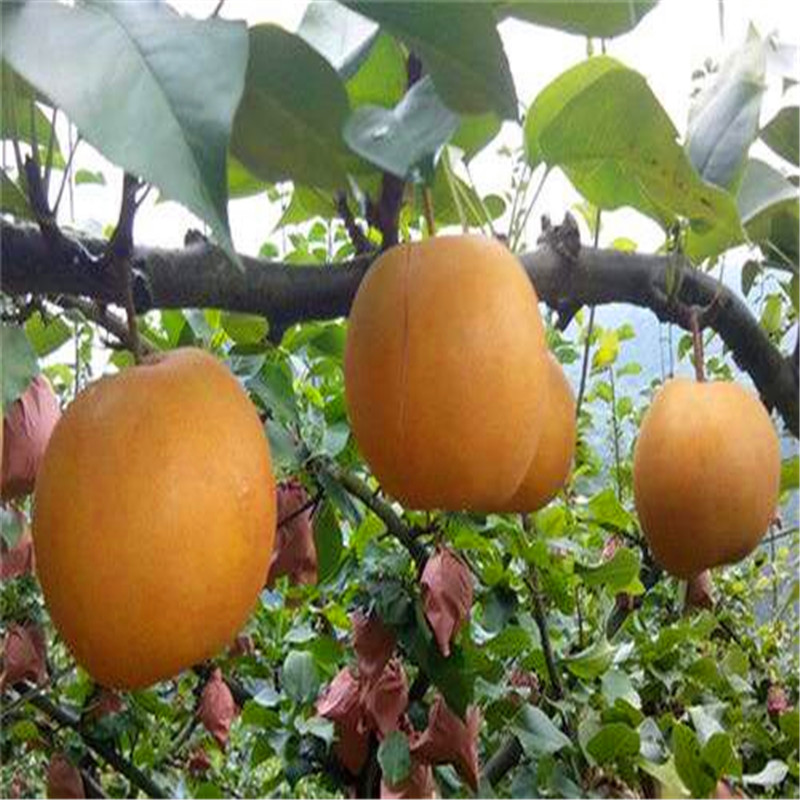 奧紅一號梨樹苗簡介、奧紅一號梨樹苗出售