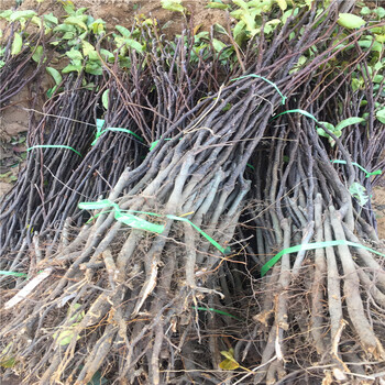 黃金梨樹苗基地、黃金梨樹苗栽培技術(shù)