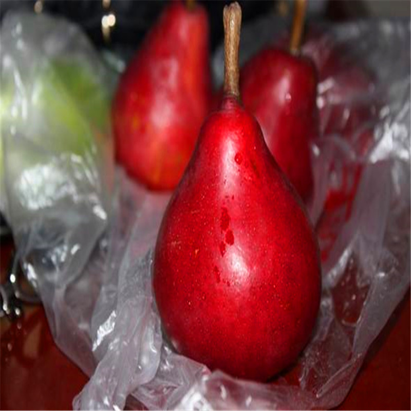 紅梨樹苗批發(fā)單價、紅梨樹苗供應(yīng)商