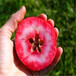 矮化苹果苗简介、矮化苹果苗价格哪里便宜