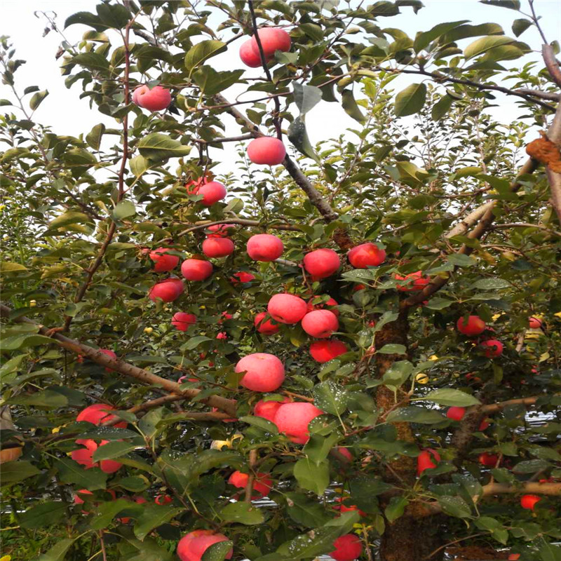 红肉苹果苗批发哪里便宜、红肉苹果苗一亩地栽植多少棵