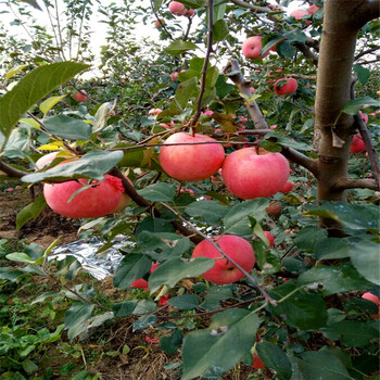 泰山早霞苹果苗出售批发、泰山早霞苹果苗批发价钱