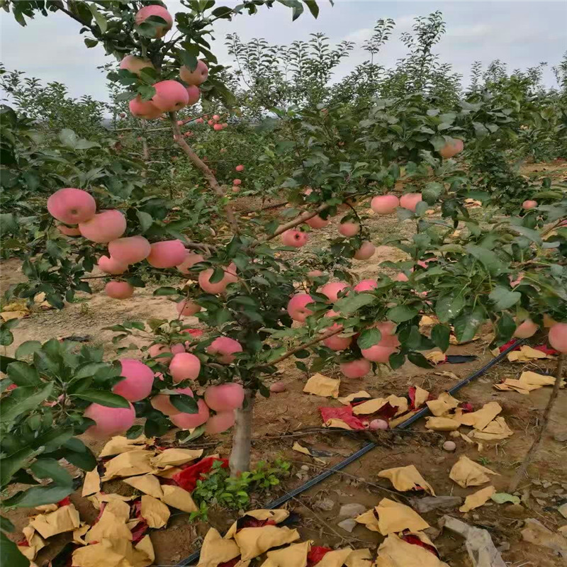 红色之爱苹果苗批发什么价格、红色之爱苹果苗产量多少