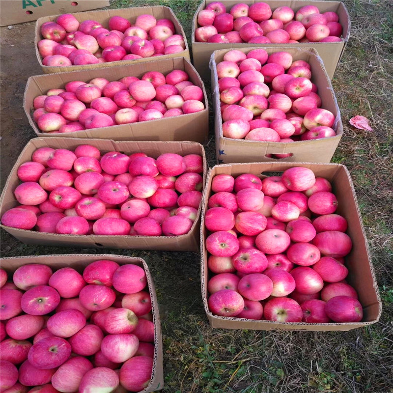 维纳斯苹果苗基地、维纳斯苹果苗价格