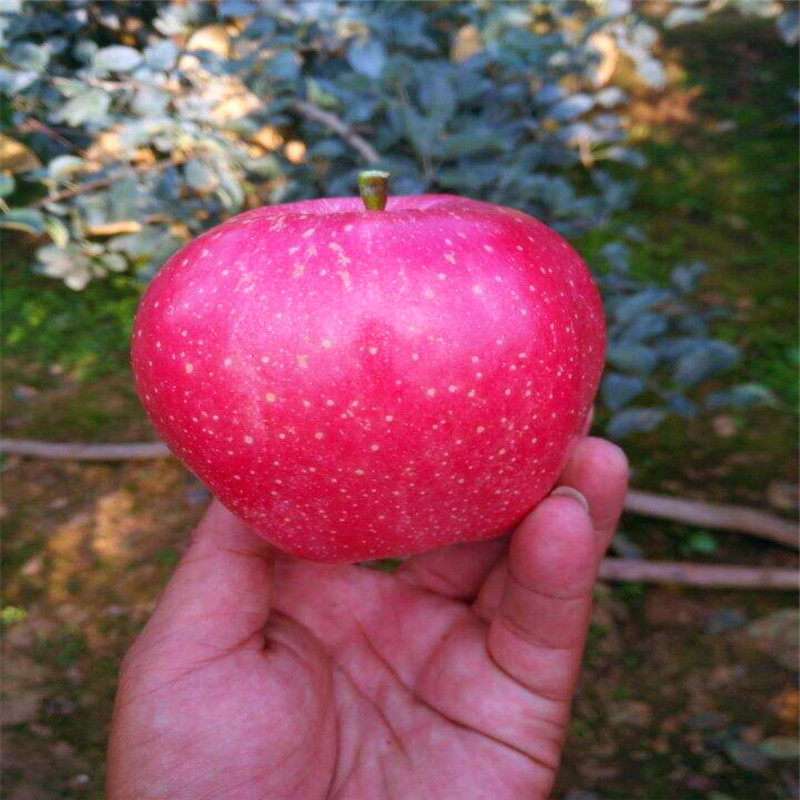 红色之爱苹果苗批发什么价格、红色之爱苹果苗产量多少