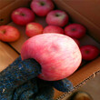短枝红富士苹果苗哪里批发、短枝红富士苹果苗价格