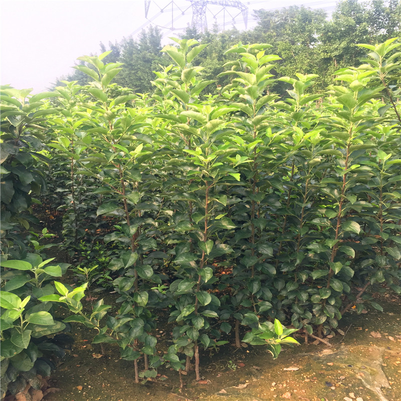 華玉蘋(píng)果苗出售單價(jià)、華玉蘋(píng)果苗出售價(jià)格是多少
