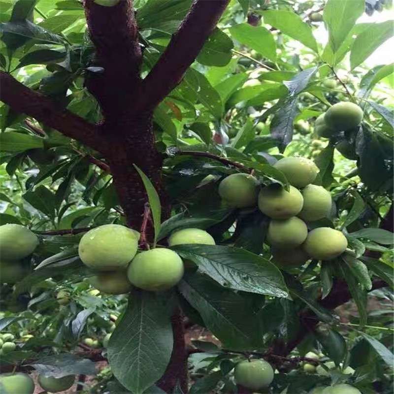 2公分李子苗種植技術(shù)、2公分李子苗新品種