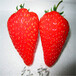 新品种艾尔巴草莓苗批发价位、艾尔巴草莓苗出售批发