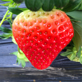 今年宝交草莓苗多少钱宝交草莓苗出售基地